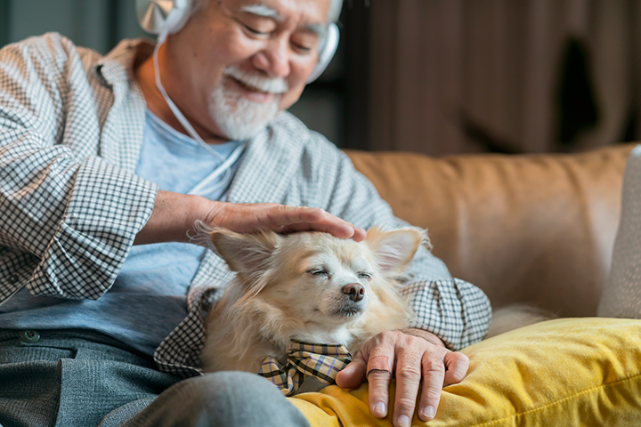Senior wearing headphone with his chihuahua dog on sofa at home