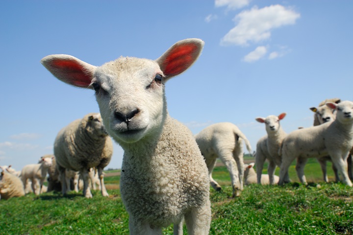 Curious lamb