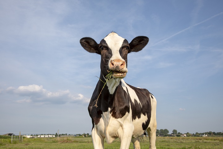 Cow eats blades of grass with open mouth