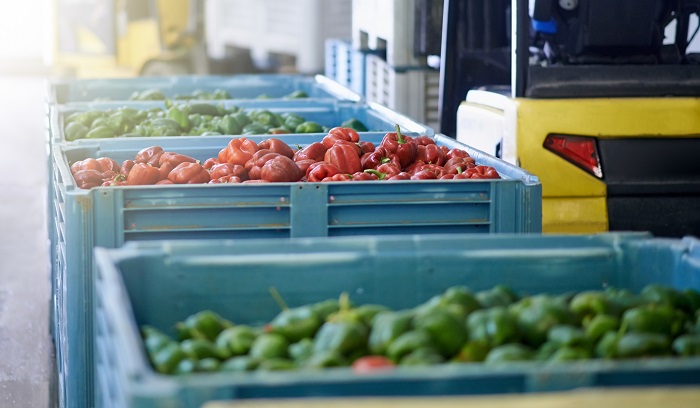 Fresh green and red peppers in crates in a vegetable processing plant