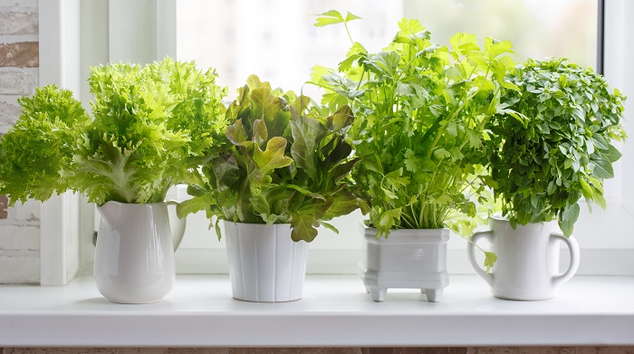 herbs in white pots on windowsill